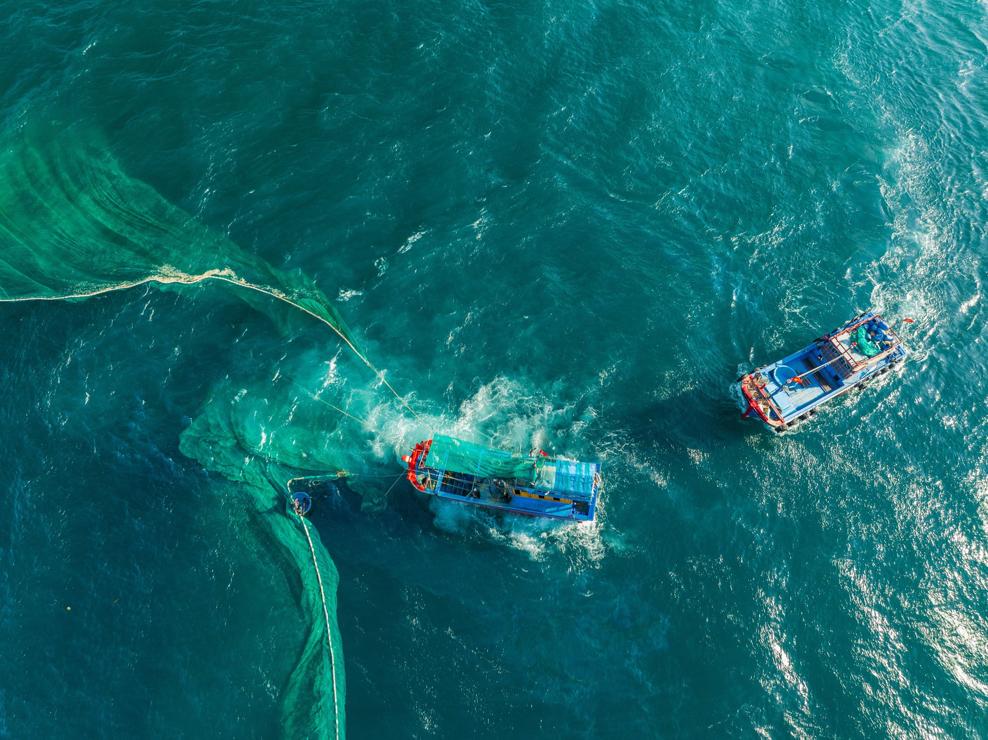 Netting anchovies